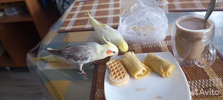 Попугай корелла, птенец