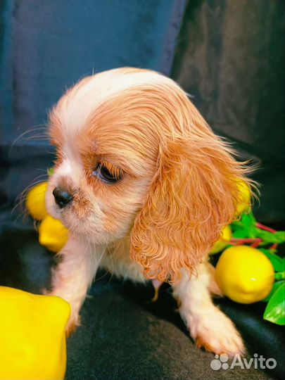 Спаниель королевский Кавалер