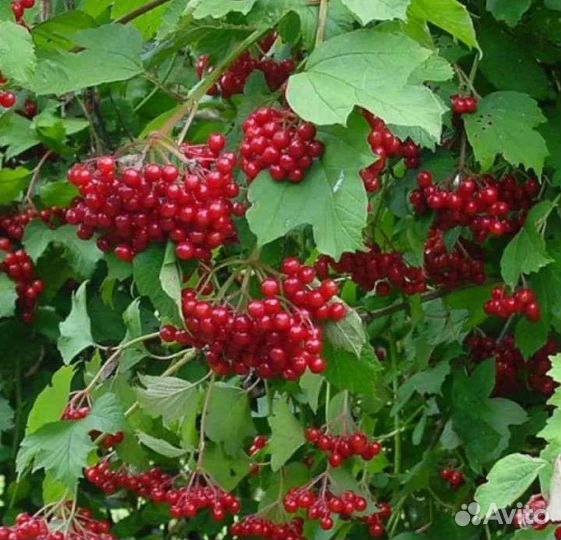 Калина красная куст