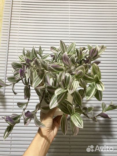 Традесканция