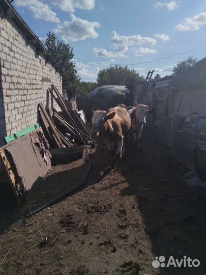 Телки