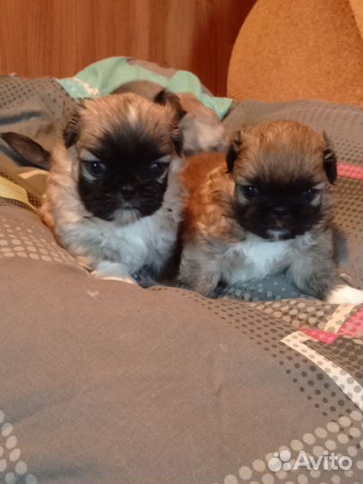 Щенки пекинеса