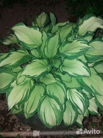 Бересклеты, хосты