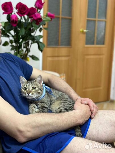 Сладкая стеснительная молодая кошечка Йося