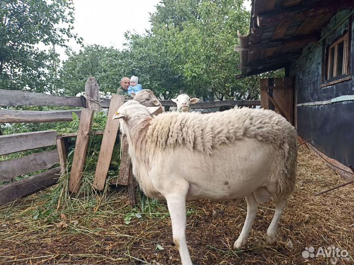 Катумские бараны