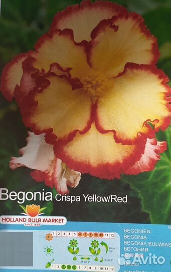 Бегонии в горшках