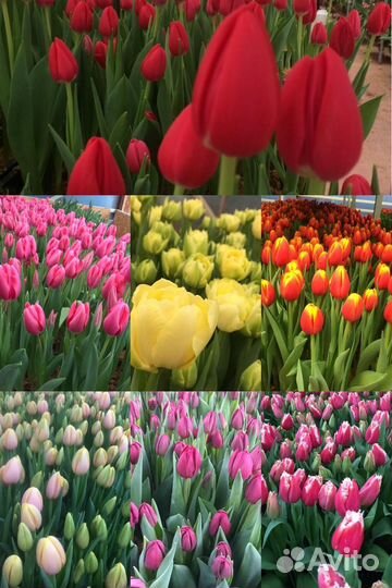 Ирисы, тюльпаны, нарциссы