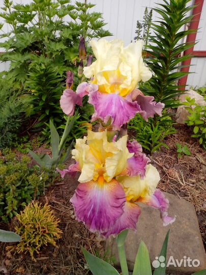 Ирис бородатый Fanfreluche (Кайо, 2004)