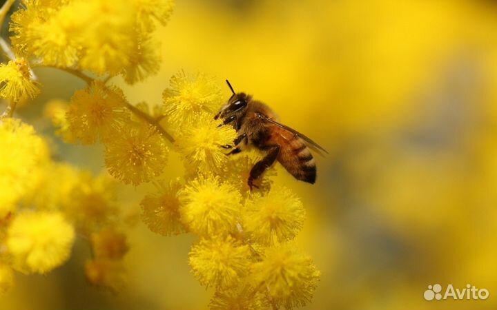 Пчелопакеты карпатка