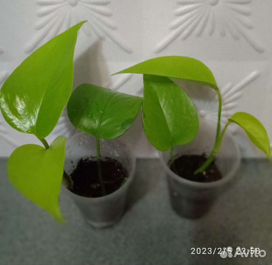 Ктенанта Е. Моррен, эпипремнумы и другие цветы