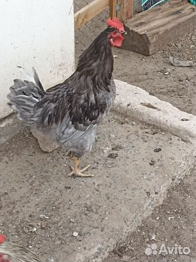 Молодые петухи