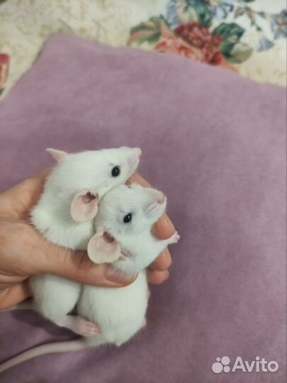 Крыса дамбо