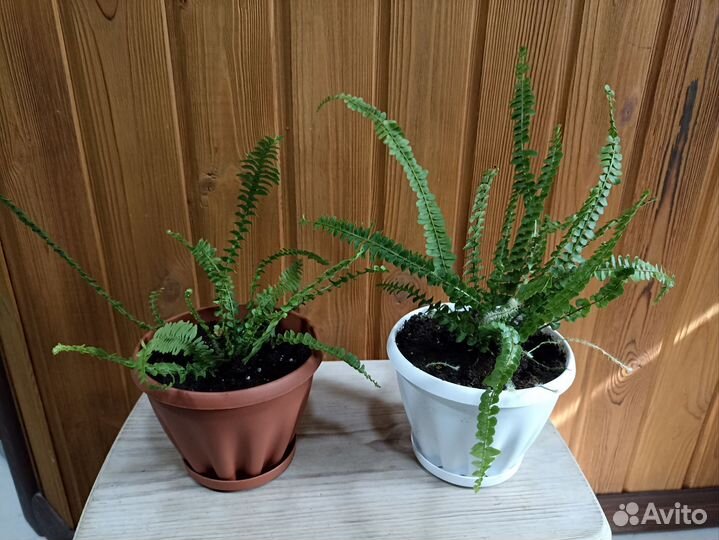 Нефролеписы