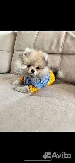Свитер для собаки