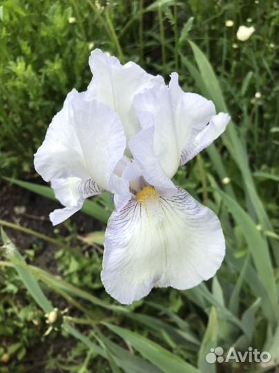Ирисы саженцы