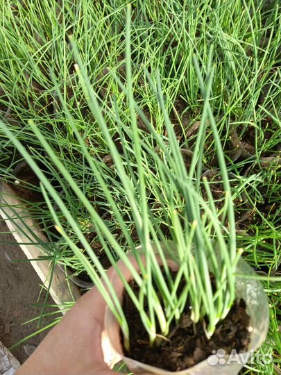 Лук экзибишн