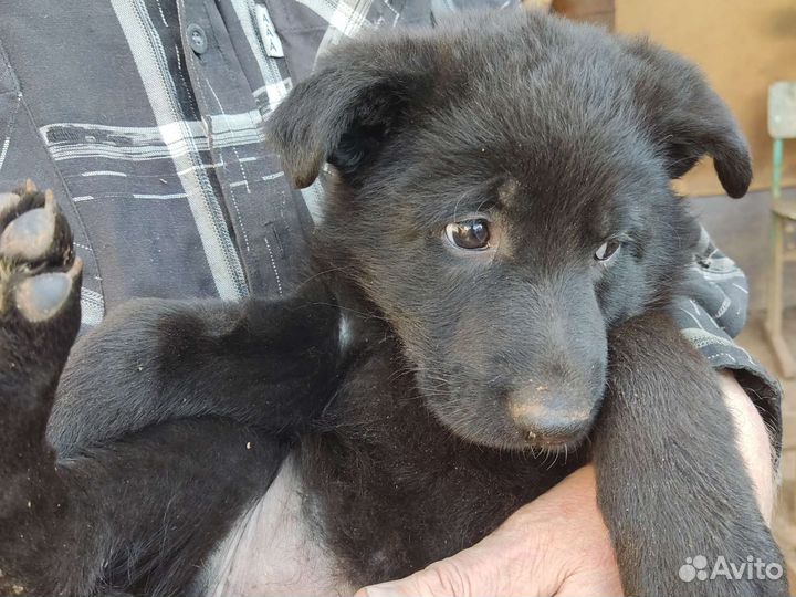 Щенки черной немецкой овчарки