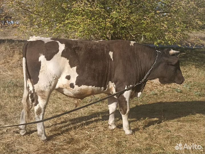 Бык на племя