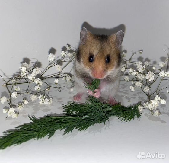 Сирийские хомячки