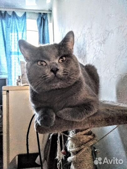 Клубный шотландский кот.Вязка