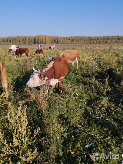 Продаю Коровы Герефорд