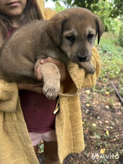 Щенки лабрадора