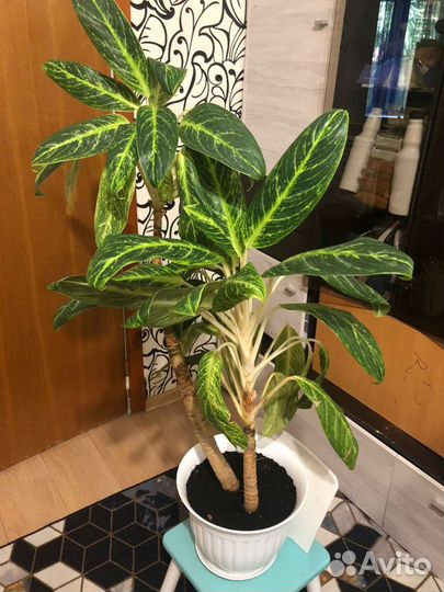 Диффенбахия