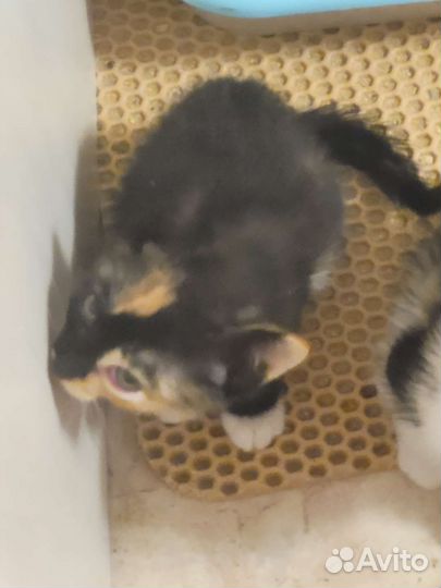 Кошки в добрые руки