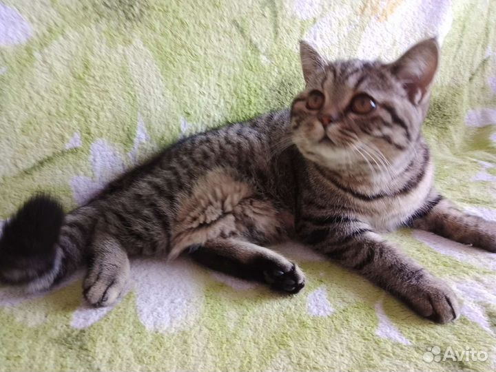 Кошка шотландка