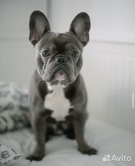 Французский бульдог кобель вязка
