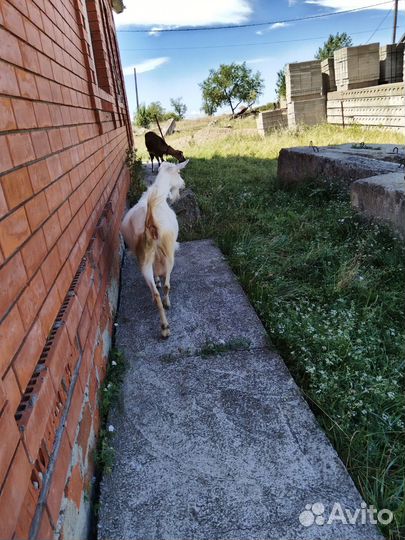 Козы дойные