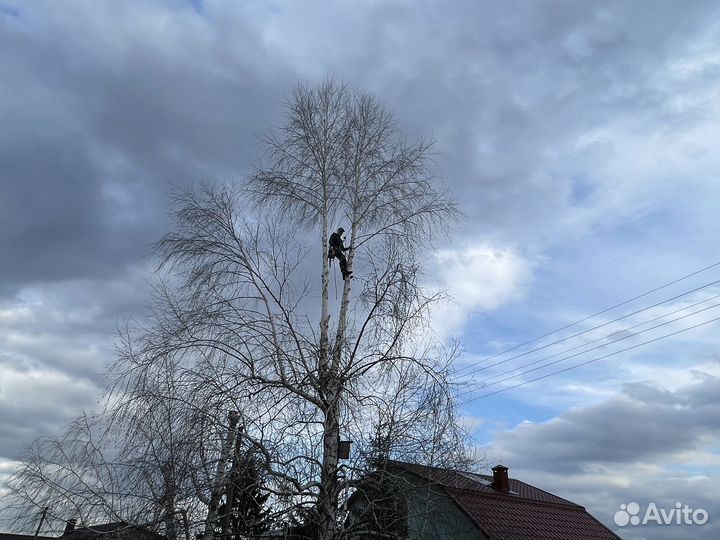 Спил деревьев