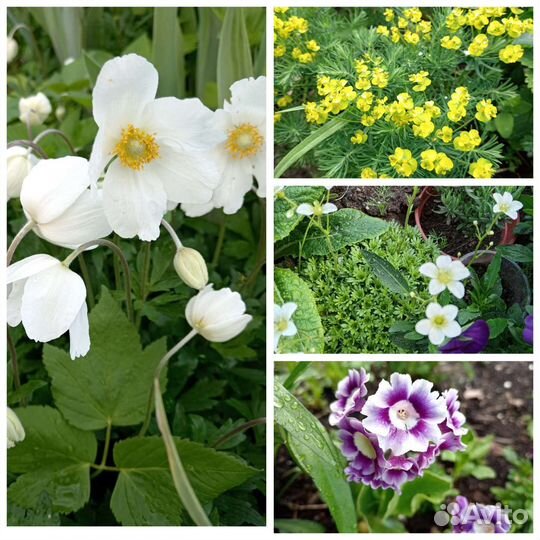 Цветы. Кустарники