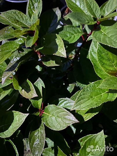 Гортензия метельчатая полистар