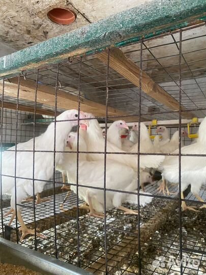 Куры несушки