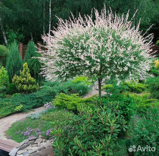 Ива Хакуро Нишики,Барбарисы,Спирея грифшеймлапчатк