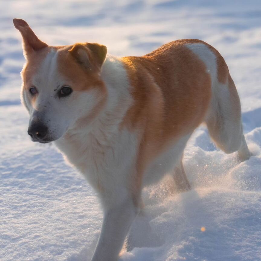 Собака Бильбо