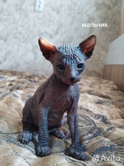 Донской сфинкс