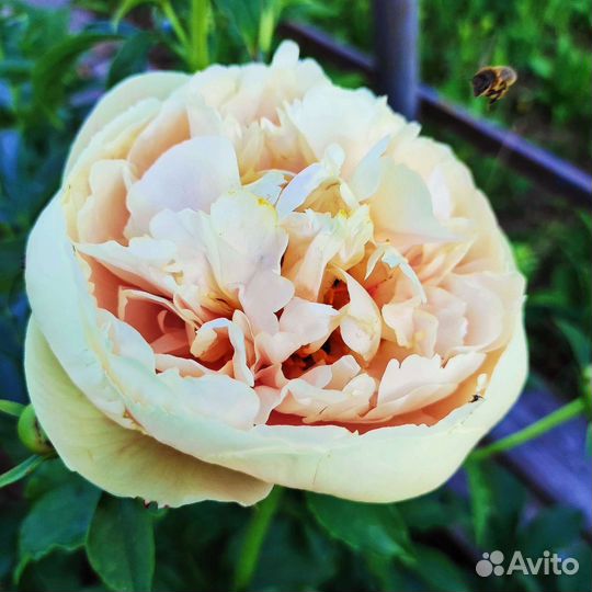 Постелеганс