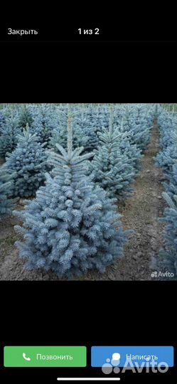 Ель голубая