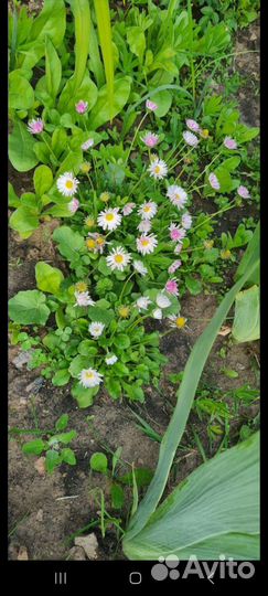 Саженцы для сада