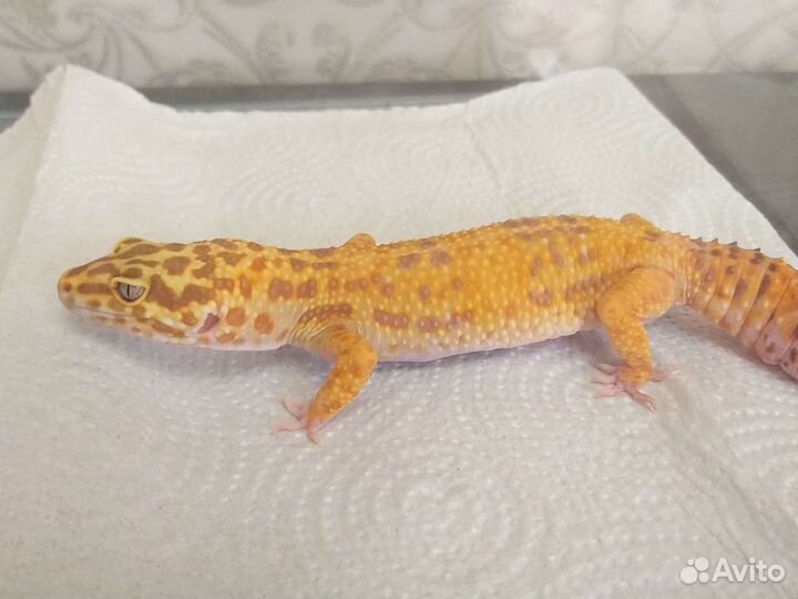 Ящерица эублефар с терариумом