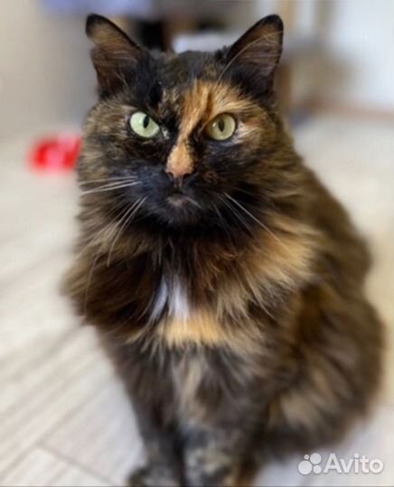 Не надеется