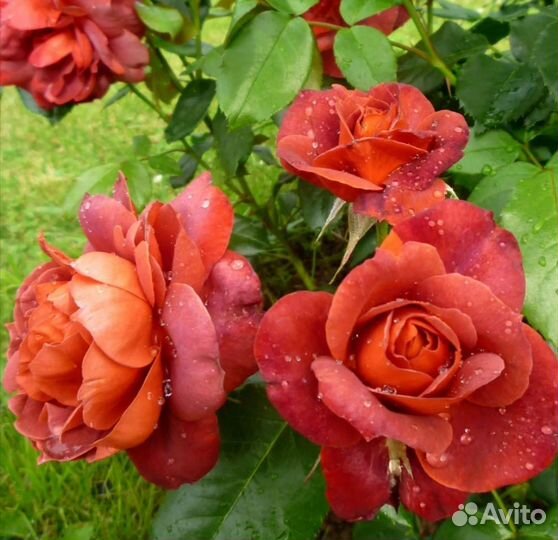 Роза Хот Шоколад саженцы новый красивый сорт