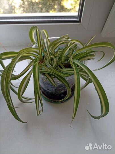 Хлорофитум кудрявый