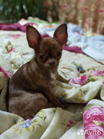 Щенки чихуахуа