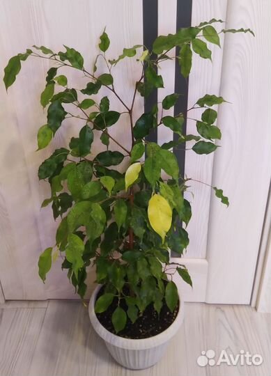 Фикусы сортовые большие