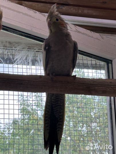 Корелла.Самочка 3,5 месяца