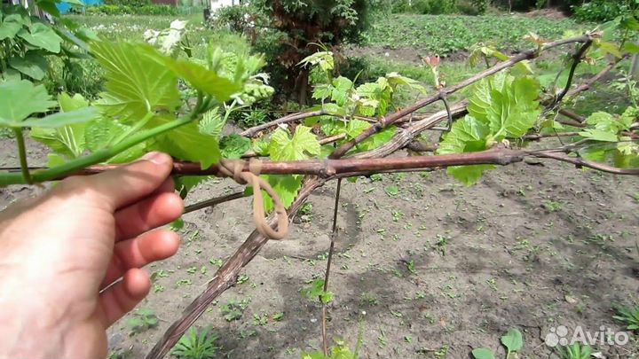 Кольца для подвязки растений 1 кг