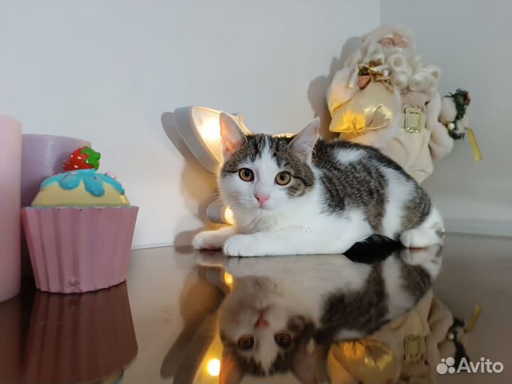 Котенок девочка в поисках дома